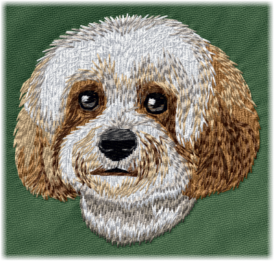 Charlie the Cavachon